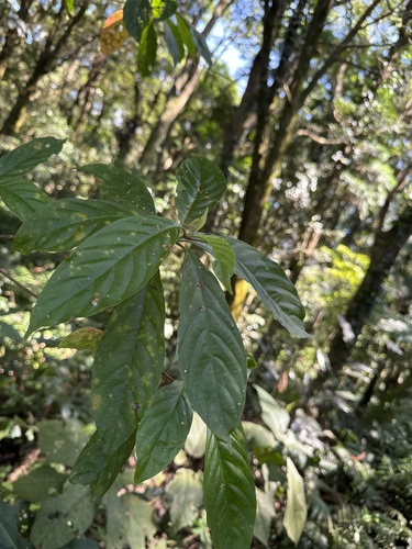 Wendlandia formosana observed 2026-10-11