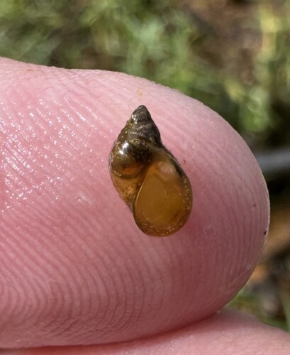 Limnea observed 2026-10-09
