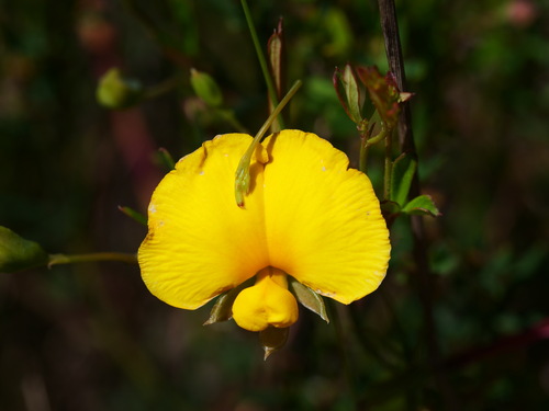 Gompholobium polymorphum observed 2026-10-11