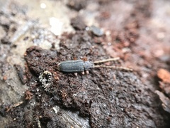 Uleiota dubia