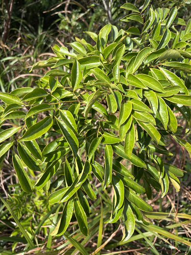 Archidendron observed 2026-10-11