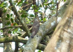 Cuculus micropterus