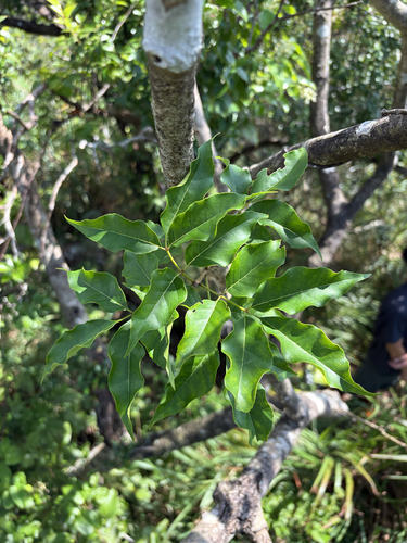 Fraxinus insularis observed 2026-10-11