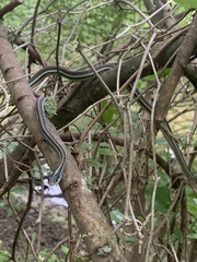 Thamnophis proximus
