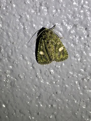 Phosphila miselioides