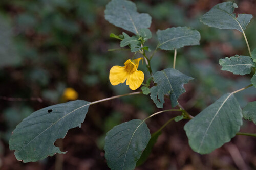Impatiens noli-tangere observed 2026-10-10