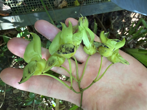 Mucuna gigantea observed 2026-10-11