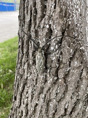 Batocera lineolata