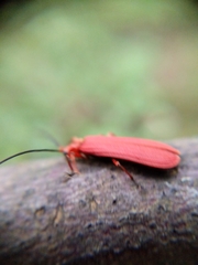 Punicealis hamata