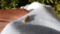 Lepidoptera