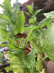 Pyrausta californicalis