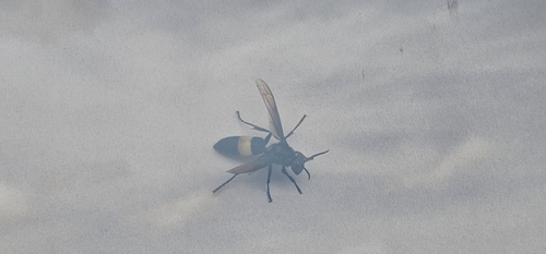 Greater Banded Hornet