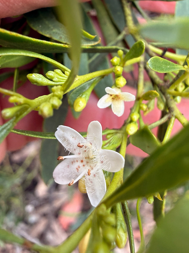Myoporum platycarpum observed 2026-10-11