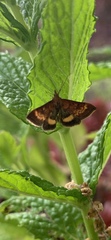 Pyrausta californicalis