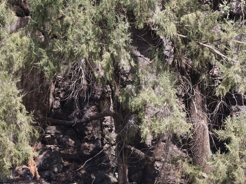 iNaturalist image