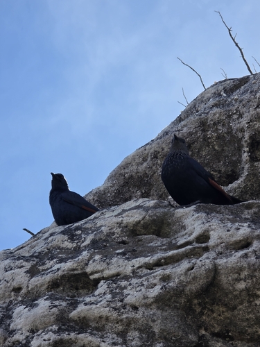iNaturalist image