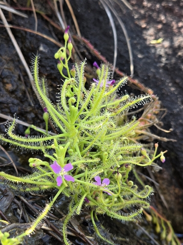 Drosera indica observed 2026-10-11