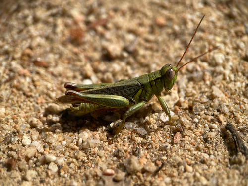 Yarrow's Grasshopper photo 4