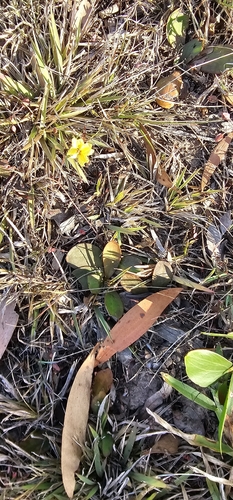 Goodenia mystrophylla observed 2026-10-11