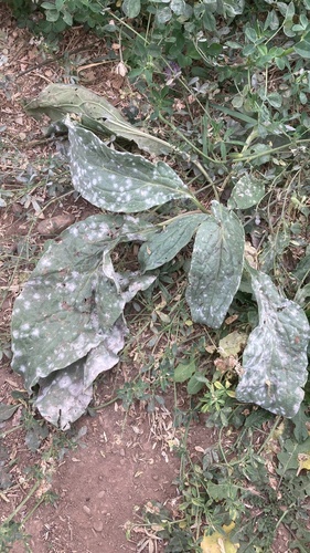 Hound's-Tongue Powdery Mildew