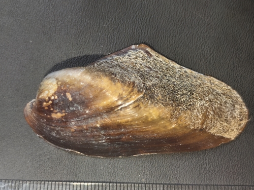 Modiolus metcalfei observed 2026-09-27