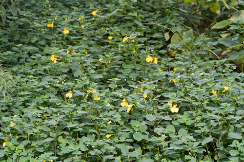 Impatiens noli-tangere observed 2026-10-10