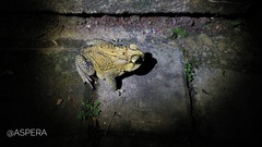 Duttaphrynus melanostictus