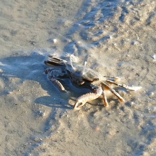 Macrophthalmus abbreviatus observed 2026-10-11