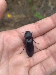 Melanactes densus