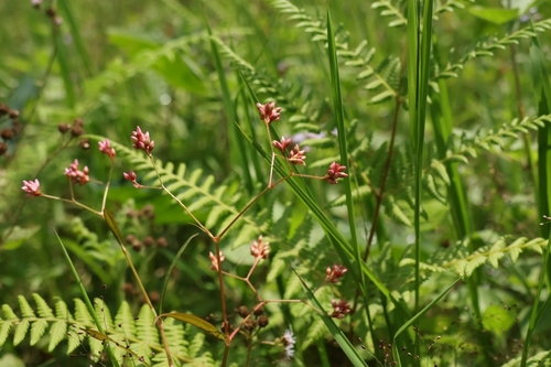 Persicaria dichotoma observed 2026-10-11