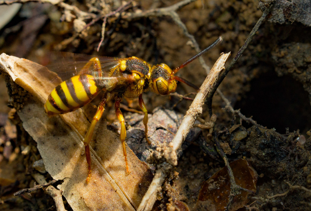 Black-and-yellow Nomad Bee