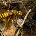 Black-and-yellow Nomad Bee - Photo (c) Erik Danielsen, some rights reserved (CC BY-NC), uploaded by Erik Danielsen
