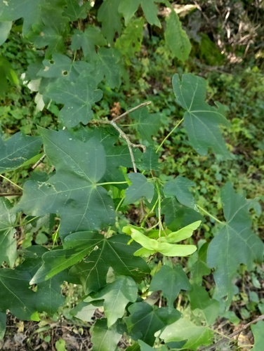 field maple