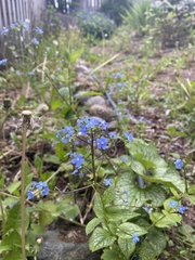 Brunnera