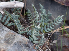 Pellaea bridgesii