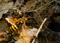 Nomada luteoloides