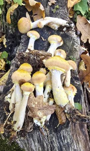 Bulbous Honey Fungus