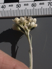 Antennaria luzuloides