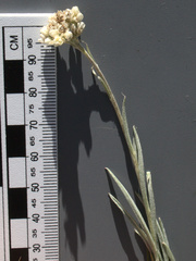 Antennaria luzuloides