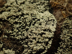Pannaria implexa