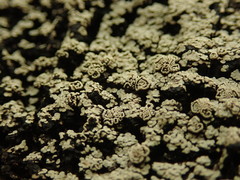 Pannaria implexa