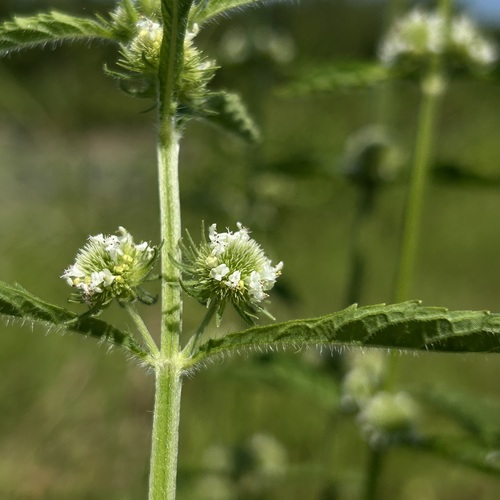 Hyptis brevipes observed 2026-10-10