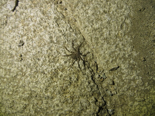 Selenops actophilus