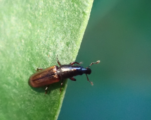 Phloeophagosoma observed 2026-10-11