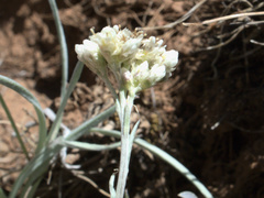 Antennaria luzuloides