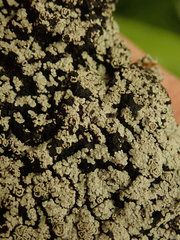 Pannaria implexa
