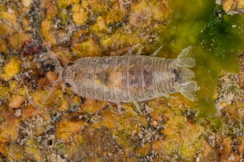 Harford's Isopod