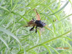 Cimbex femoratus