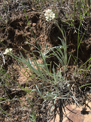 Antennaria luzuloides