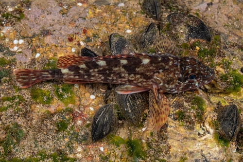 False Kelpfish